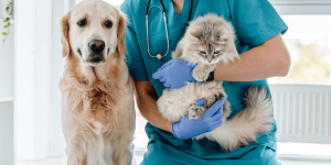 [Series Hệ Quy Chiếu GPC Vet]: Đừng Để Thế Hệ Bác Sĩ Thú Y Mới Chết Dần Trong Sổ Sách, Phần Mềm Bán Lẻ Và Excel