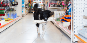 Tại Sao Tồn Kho Pet Shop & Kho Thuốc Luôn Sai? Phá Vỡ Vòng Lặp “Cân Kho” Cuối Kỳ